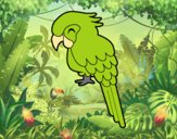 Guacamayo