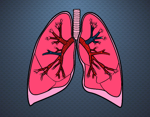 Pulmones y bronquios