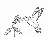 Colibrí y una flor