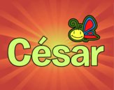 César