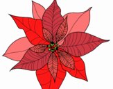 Flor de poinsetia