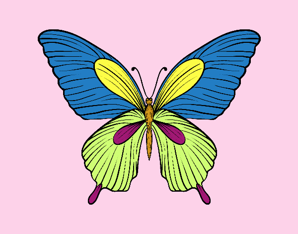 Mariposa tropical