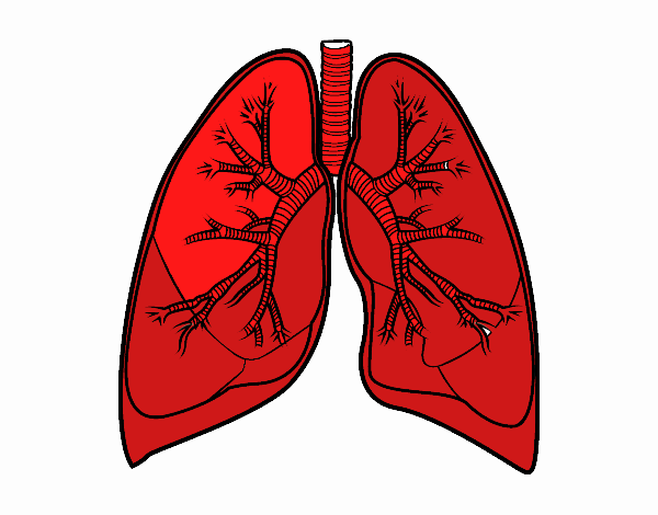 Pulmones y bronquios