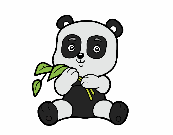 carolina panda