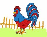 Gallo de una granja