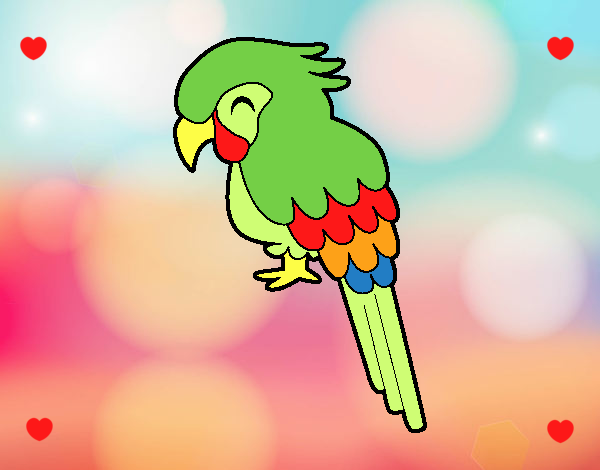 Guacamayo