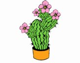 Flores de cactus