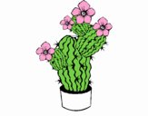 Flores de cactus