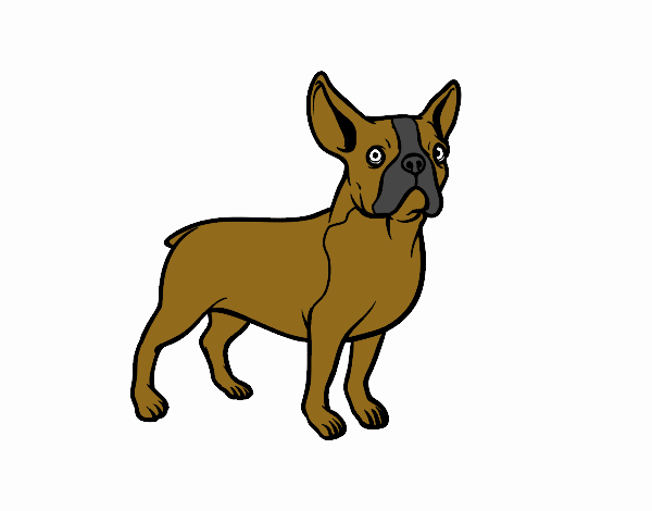 perro bulldog  de maria luz 2019 