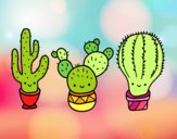 3 mini cactus