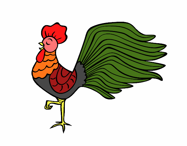 Gallo salvaje