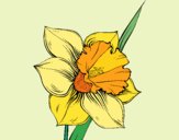 Flor de narciso