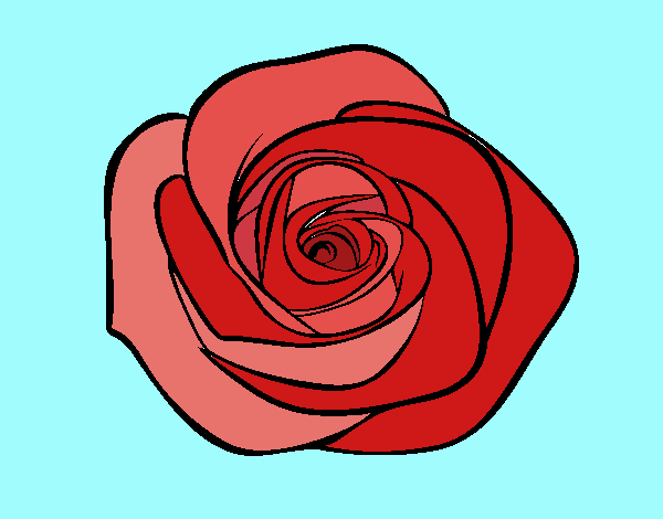 *rose*