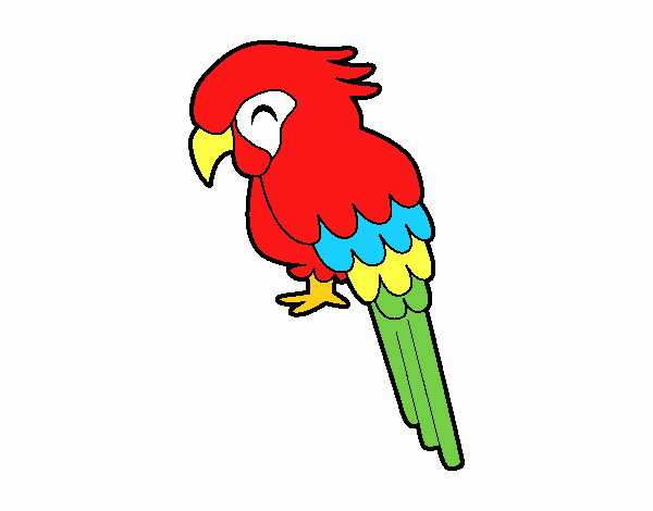 Guacamayo