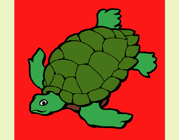 Tortuga