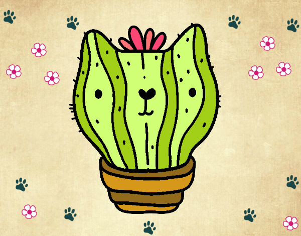 Cactus gato