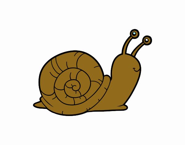 Un caracol