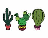 3 mini cactus