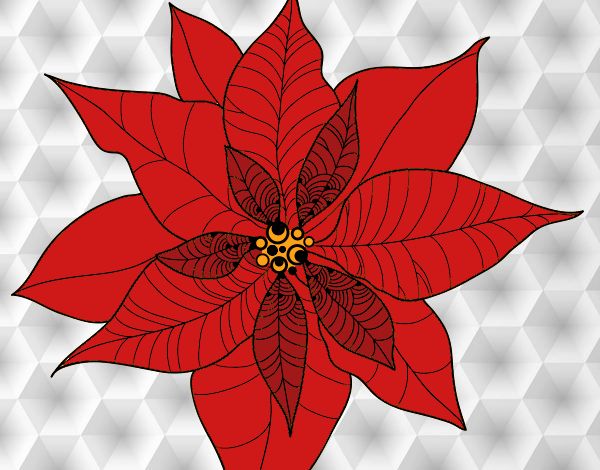 Flor de poinsetia