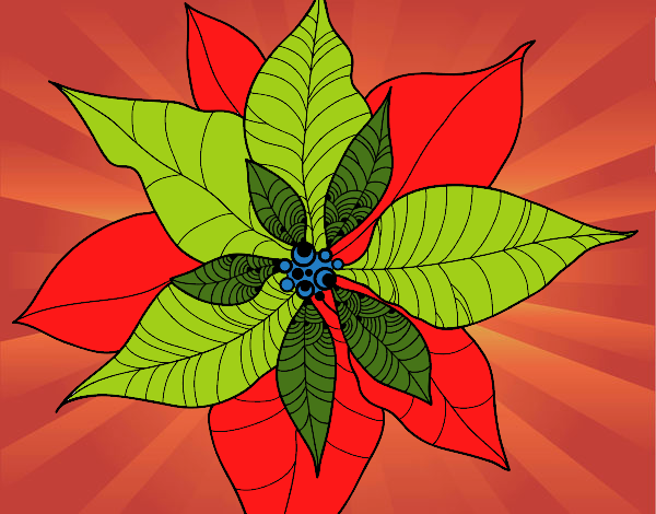 Flor de poinsetia