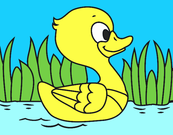 Patito de río