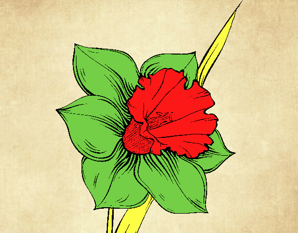 Flor de narciso