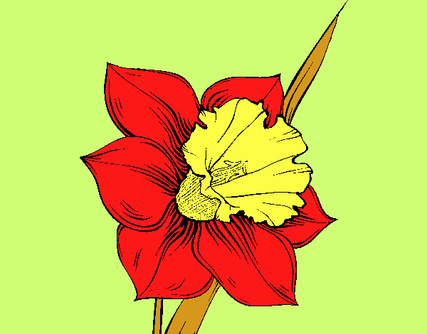 Flor de narciso