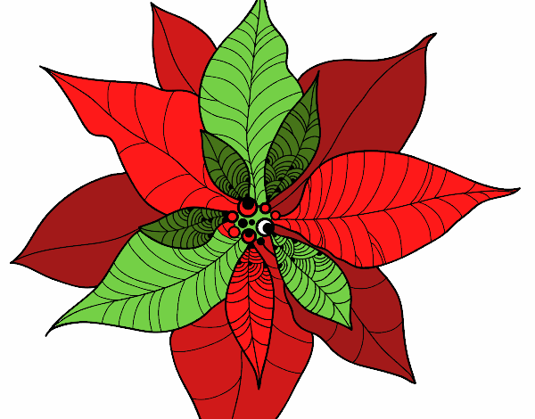 Flor de poinsetia