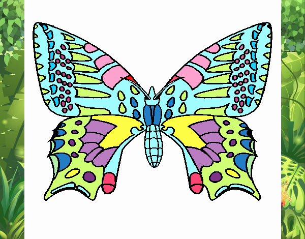 Mariposa 5