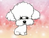 Cachorro de poodle