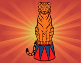 Tigre de circo