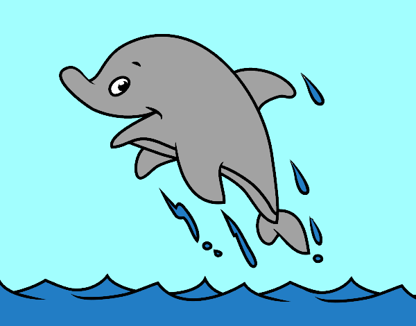 Delfin  del mar