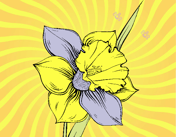 Flor de narciso