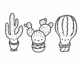 3 mini cactus