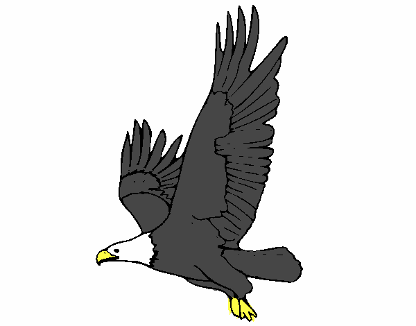 Dibujo de Águila volando pintado por en  el día 07-02-20 a las  22:08:00. Imprime, pinta o colorea tus propios dibujos!