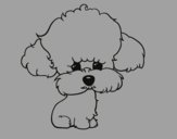 Cachorro de poodle