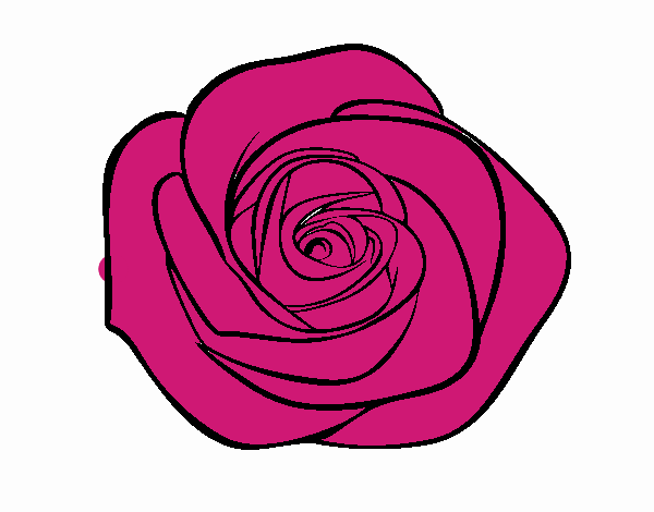 Flor de rosa