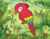 Guacamayo