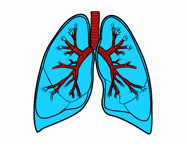 Pulmones y bronquios