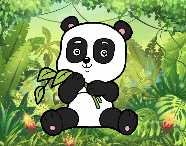 Oso Panda