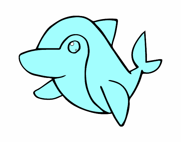 Delfín común