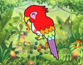 Guacamayo