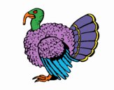 Pavo 