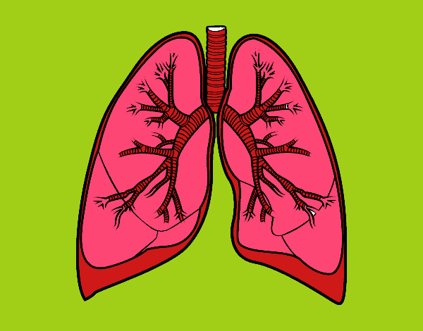 Pulmones y bronquios