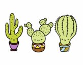 3 mini cactus