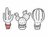 3 mini cactus