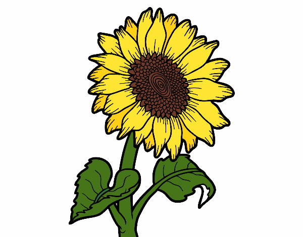 Dibujo de Flor de girasol pintado por en  el día 07-03-20 a las  02:51:24. Imprime, pinta o colorea tus propios dibujos!