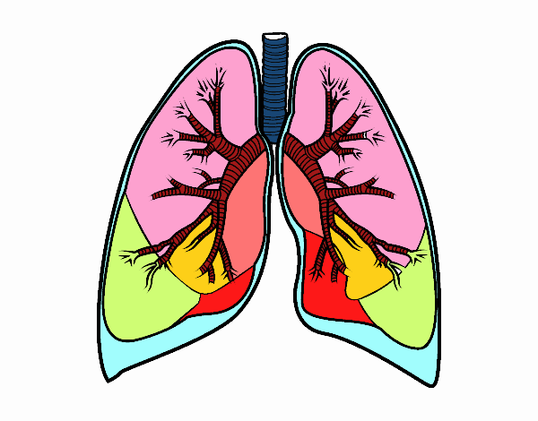 Pulmones y bronquios