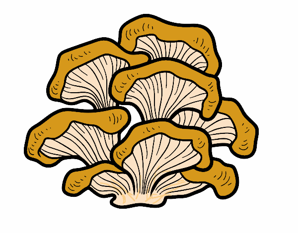 Seta pleurotus