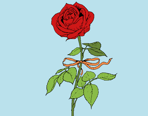 Una rosa